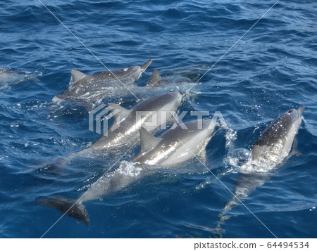 Dolphin of Hawaii Dolphin of Hawaii 64494534