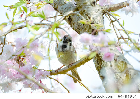 麻雀櫻花觀賞 64494914