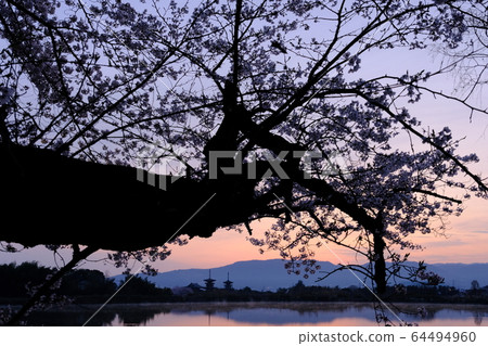 Yakushi-ji Temple, Sakura and Asahi (Nara City, Nara Prefecture) Yakushi-ji Temple, Sakura and Asahi (Nara City, Nara Prefecture) 64494960