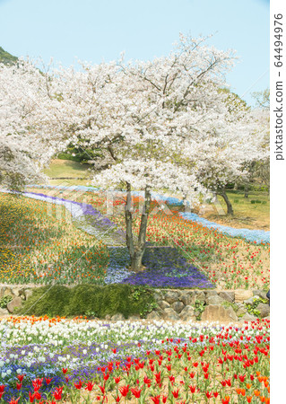 Cherry blossom and flower garden Cherry blossom and flower garden 64494976