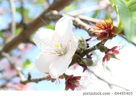 杏仁花 64495405