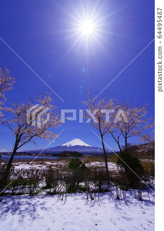 Mt. Fuji, the blue sky and the cherry blossoms seen from the shore of Lake Kawaguchi Mt. Fuji, the blue sky and the cherry blossoms seen from the shore of Lake Kawaguchi 64495487