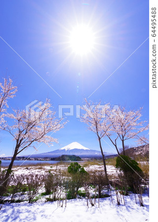 Mt. Fuji, the blue sky and the cherry blossoms seen from the shore of Lake Kawaguchi Mt. Fuji, the blue sky and the cherry blossoms seen from the shore of Lake Kawaguchi 64495488