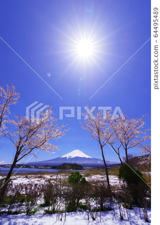 從河口湖岸邊看富士山，藍天和櫻花 64495489