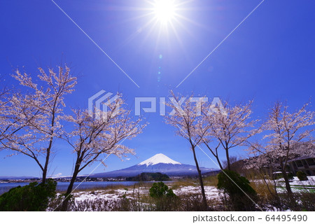 Mt. Fuji, the blue sky and the cherry blossoms seen from the shore of Lake Kawaguchi Mt. Fuji, the blue sky and the cherry blossoms seen from the shore of Lake Kawaguchi 64495490