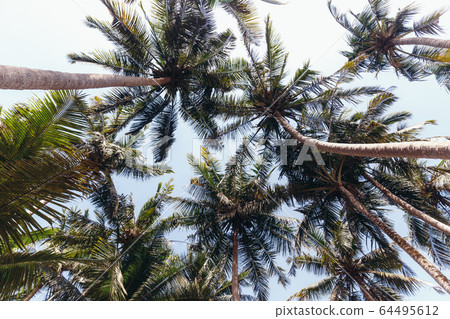 Palma. The trunks of palm trees. Tall palm trees 64495612