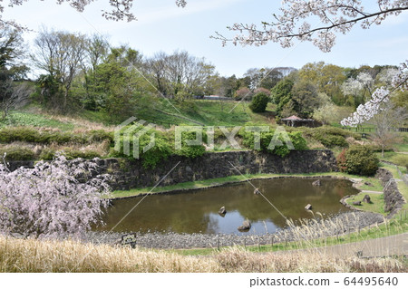 茅崎市里山公園的櫻花 64495640