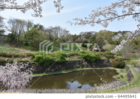 Sakura in Satoyama Park Chigasaki City Sakura in Satoyama Park Chigasaki City 64495641