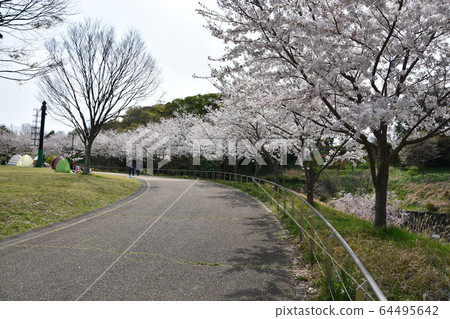 Sakura in Satoyama Park Chigasaki City Sakura in Satoyama Park Chigasaki City 64495642