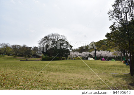 Sakura in Satoyama Park Chigasaki City Sakura in Satoyama Park Chigasaki City 64495643