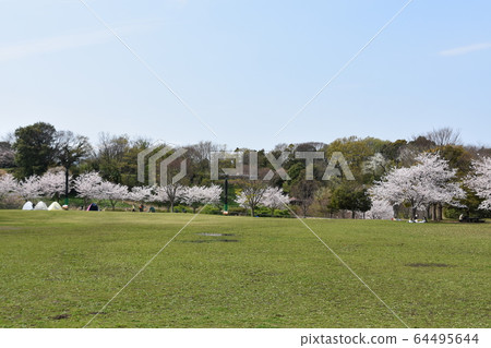 茅崎市里山公園的櫻花 茅崎市里山公園的櫻花 64495644