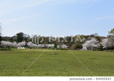 茅崎市里山公園的櫻花 茅崎市里山公園的櫻花 64495645