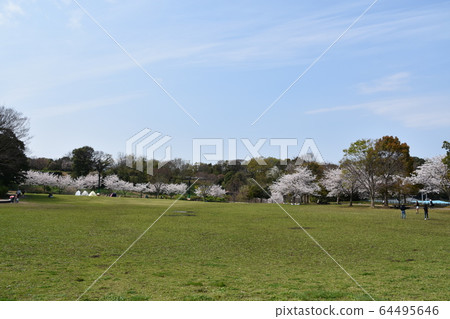 茅崎市里山公園的櫻花 茅崎市里山公園的櫻花 64495646