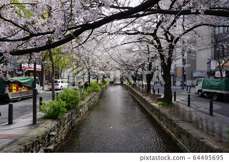 Spring of cherry trees along the Takase River in Kyoto Spring of cherry trees along the Takase River in Kyoto 64495695