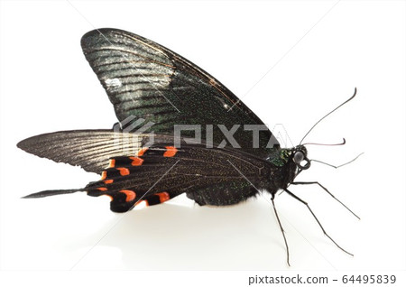 Crow swallowtail female isolated on white background Crow swallowtail female isolated on white background 64495839