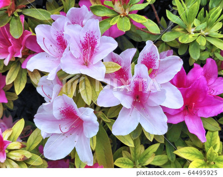 Azalea Azalea 64495925