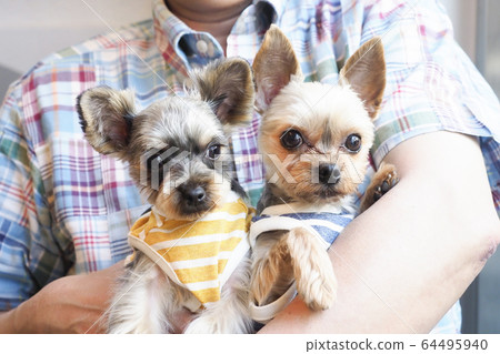 Two Yorkshire Terriers held Two Yorkshire Terriers held 64495940