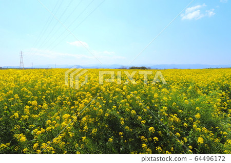 油菜田和藍藍的天空 64496172