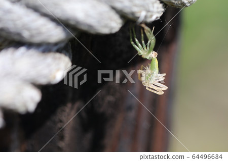 Oxytate striatus Oxytate striatus 64496684