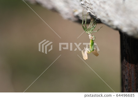 Oxytate striatus Oxytate striatus 64496685