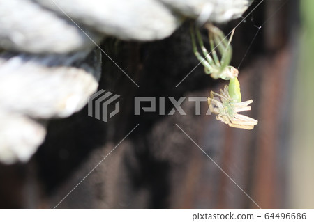 Oxytate striatus Oxytate striatus 64496686