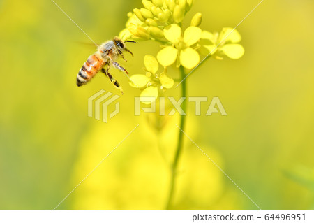 Honey bee Honey bee 64496951