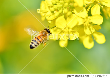 Honey bee Honey bee 64496953