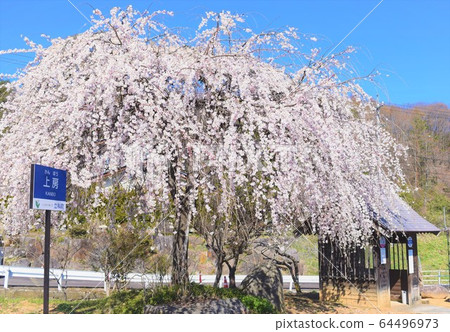 Cherry Blossoms	 64496973