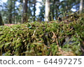 Nikko Toshogu moss and sprout 64497275