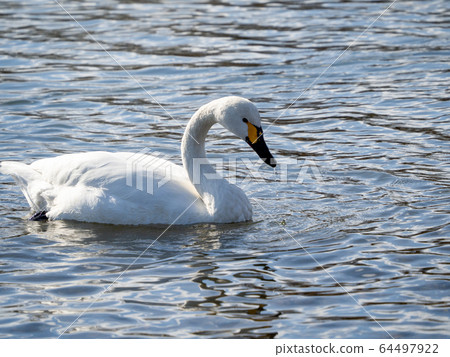 A graceful and beautiful swan that flocked to the Koshibe River A graceful and beautiful swan that flocked to the Koshibe River 64497922