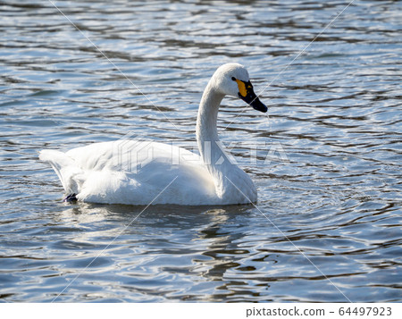 A graceful and beautiful swan that flocked to the Koshibe River A graceful and beautiful swan that flocked to the Koshibe River 64497923