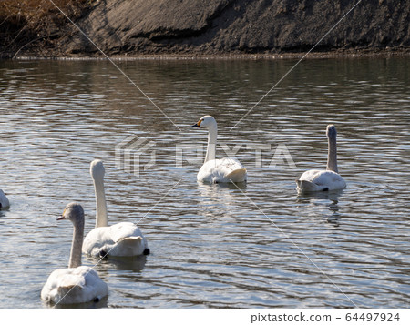 A graceful and beautiful swan that flocked to the Koshibe River 64497924