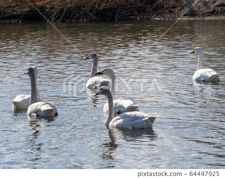A graceful and beautiful swan that flocked to the Koshibe River 64497925