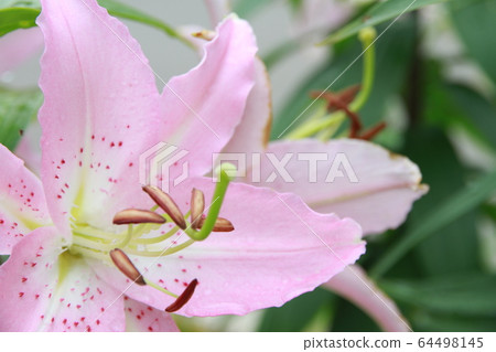 卡薩布蘭卡（粉紅色） 64498145