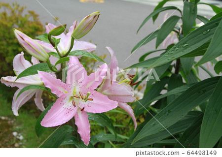 卡薩布蘭卡(粉紅色) 卡薩布蘭卡(粉紅色) 64498149