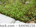 苔 64498156
