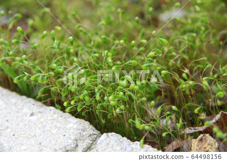 苔 64498156