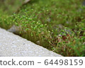 苔 64498159