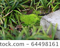 苔 64498161