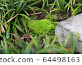 苔 64498163
