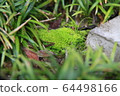 苔 64498166