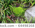 苔 64498168