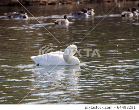 優美而美麗的天鵝湧向越越河 64498281