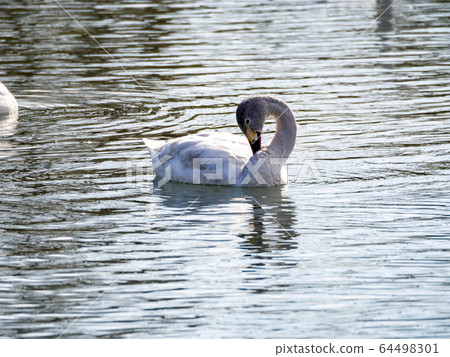 優美而美麗的天鵝湧向越越河 64498301