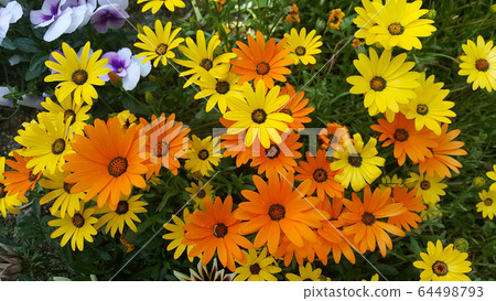 Pretty flowers blooming in the flower garden Pretty flowers blooming in the flower garden 64498793
