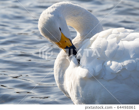 優美而美麗的天鵝湧向越越河 64498861