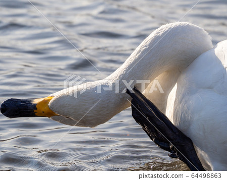 優美而美麗的天鵝湧向越越河 64498863