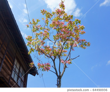 Pink Dogwood tree (Cornus florida) with blue sky background and old house 64498936