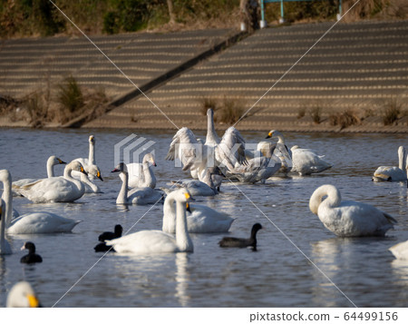 A graceful and beautiful swan flapping group that flew to the Koshibe River 64499156