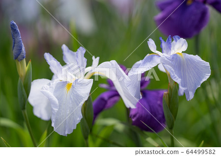 虹膜葡萄_ 004 虹膜葡萄_ 004 64499582